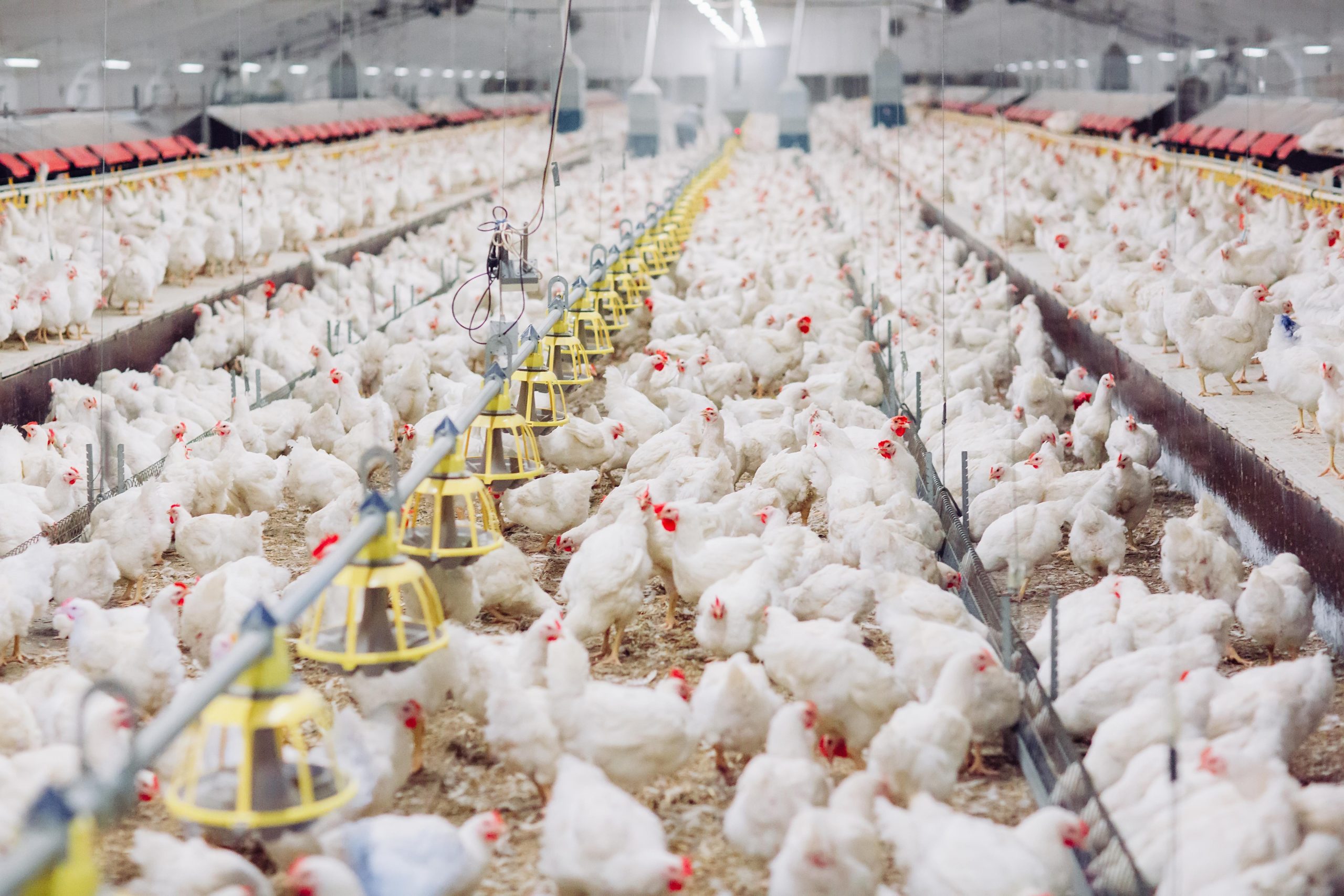 The welfare of layer hens in cage and cage-free housing systems by K. M. Hartcher and B. Jones (2017)